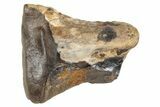Fossil Dinosaur (Triceratops) Shed Tooth - Montana #288088-1